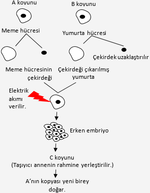 Hayvanlarda Ve Bitkilerde Klonlama Ve GDO Biyoloji Konu Anlatımı Ders ...